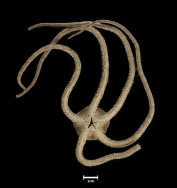Media type: image;   Invertebrate Zoology OPH-4519 Description: Bottom of brittle star with mouth visible.;  Aspect: ventral